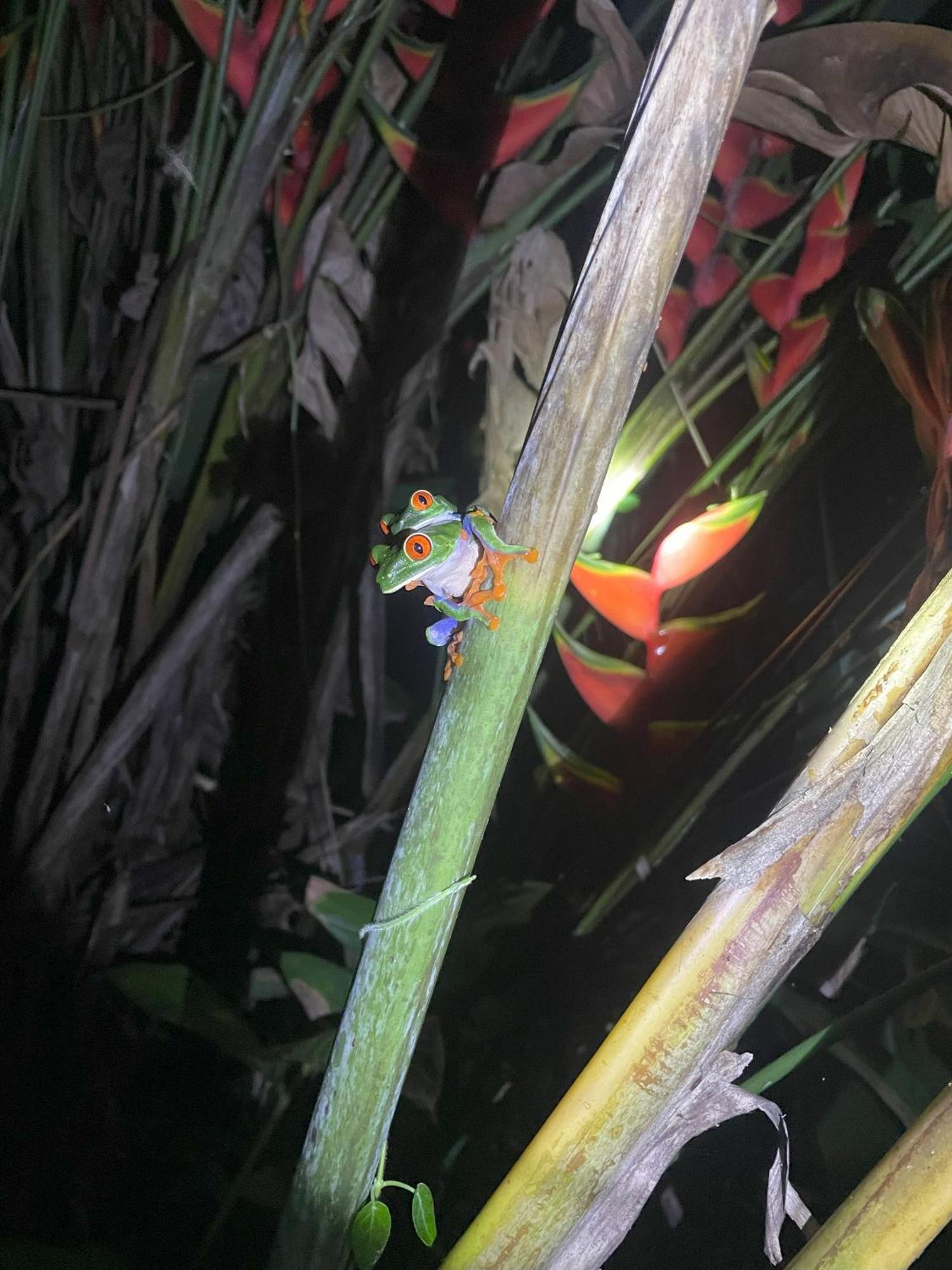 Kakao Lodge & Garden Rio Celeste ビハグア エクステリア 写真